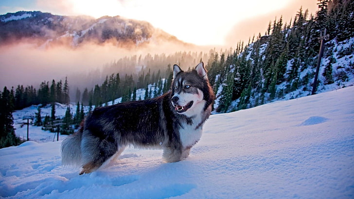 Husky Dog Breed, cloud, mountain, arctic, sled dog