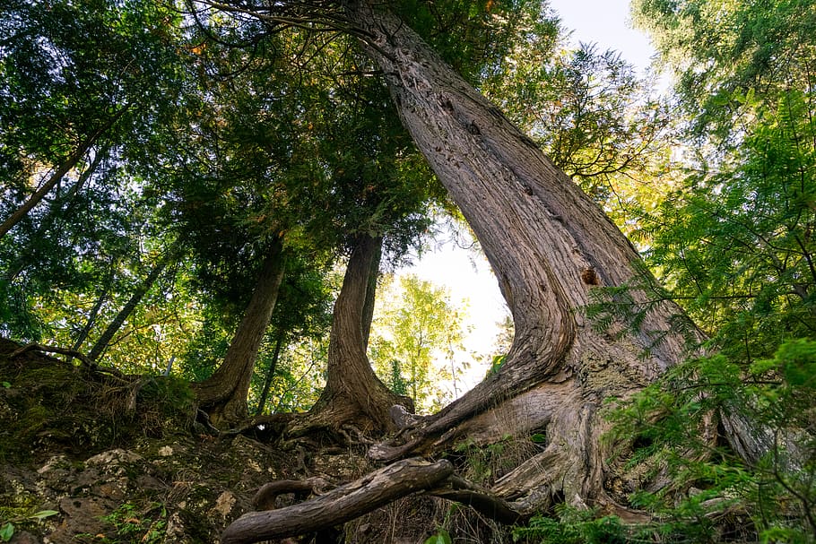 low angle view, outdoors, rainforest, jungle Free HD Wallpaper