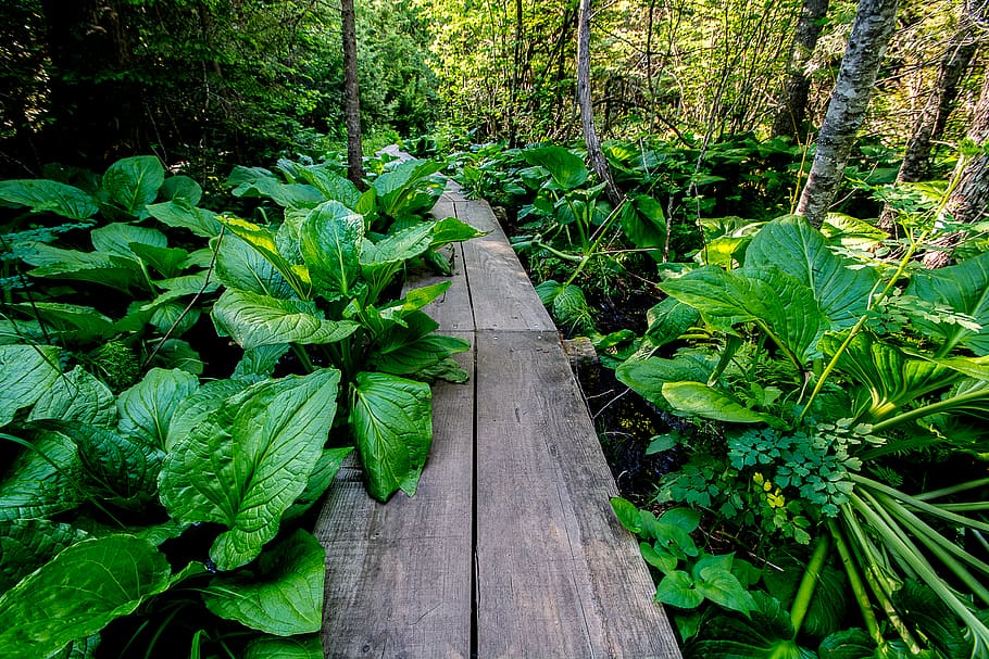 lush foliage, wetlands, footpath, boardwalks Free HD Wallpaper