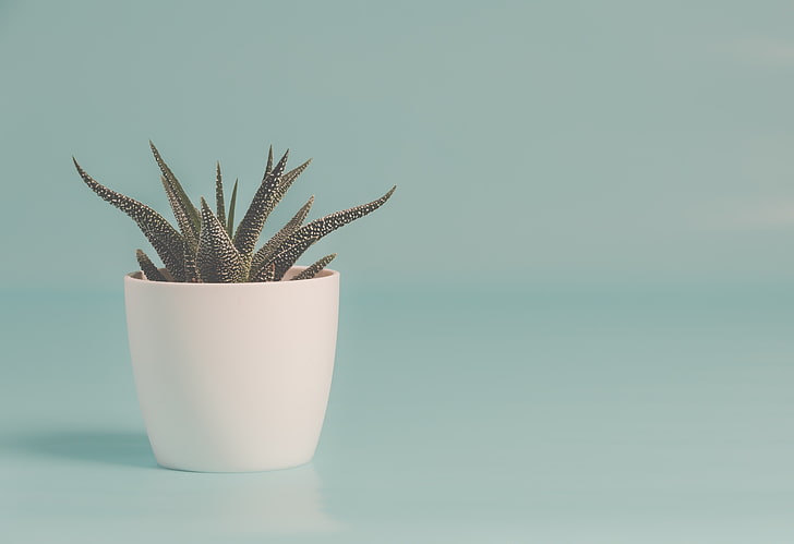 Minimalist Cactus, container, still life, no people, colored background Free HD Wallpaper