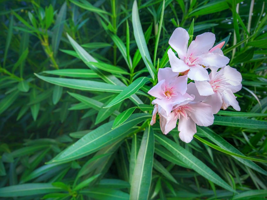 Oleander Hedge, toxic, inflorescence, pale pink, closeup