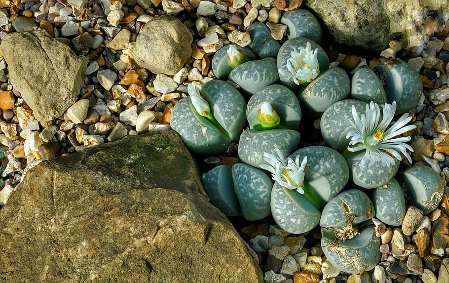 outdoors, rock  object, stone  object, green color