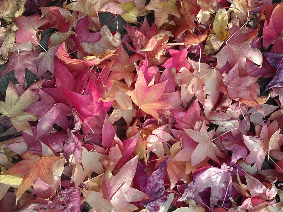 Perennials with Red Leaves, resting, leaves, flowering plant, nature