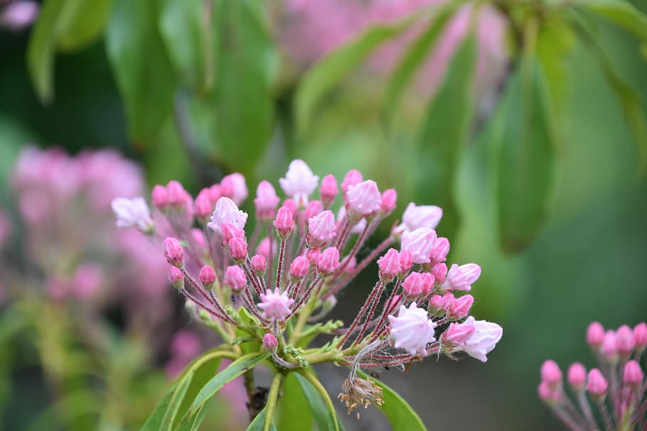 pink color, vulnerability, fragility, freshness