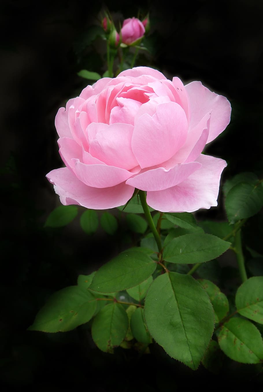 Pink Flower Landscape, vulnerability, petal, outdoors, pink color Free HD Wallpaper