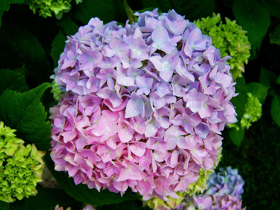 Pink Hydrangea Wedding, flower head, nature, freshness, outdoors Free HD Wallpaper