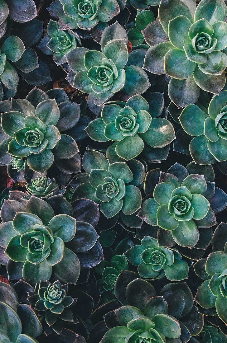 Pink Succulents, plants, nature, succulent Free HD Wallpaper