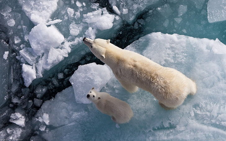 Polar Bear Extinct, pets, winter, animal wildlife, arctic Free HD Wallpaper