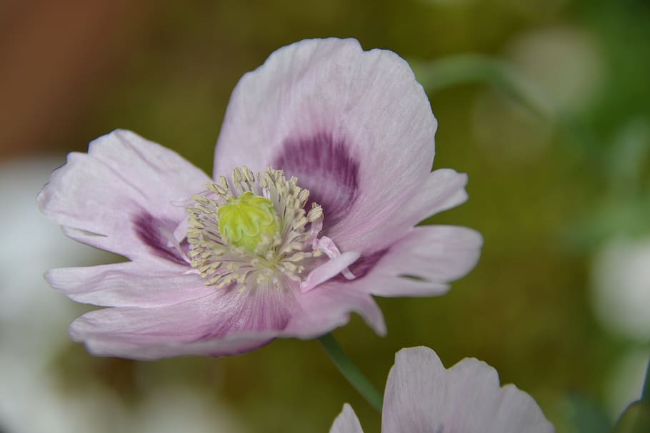 Poppy Flower Meaning, summer, poppy, pink, focus on foreground Free HD Wallpaper