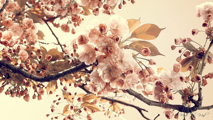Pretty Vintage Floral, vintage, cherry, flowers, pink Free HD Wallpaper