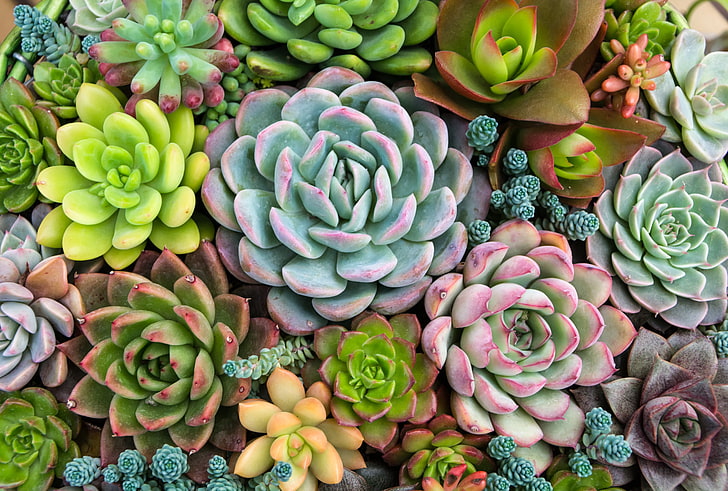 Propagating Succulents, succulent, plant, succulents, Succulents Free HD Wallpaper