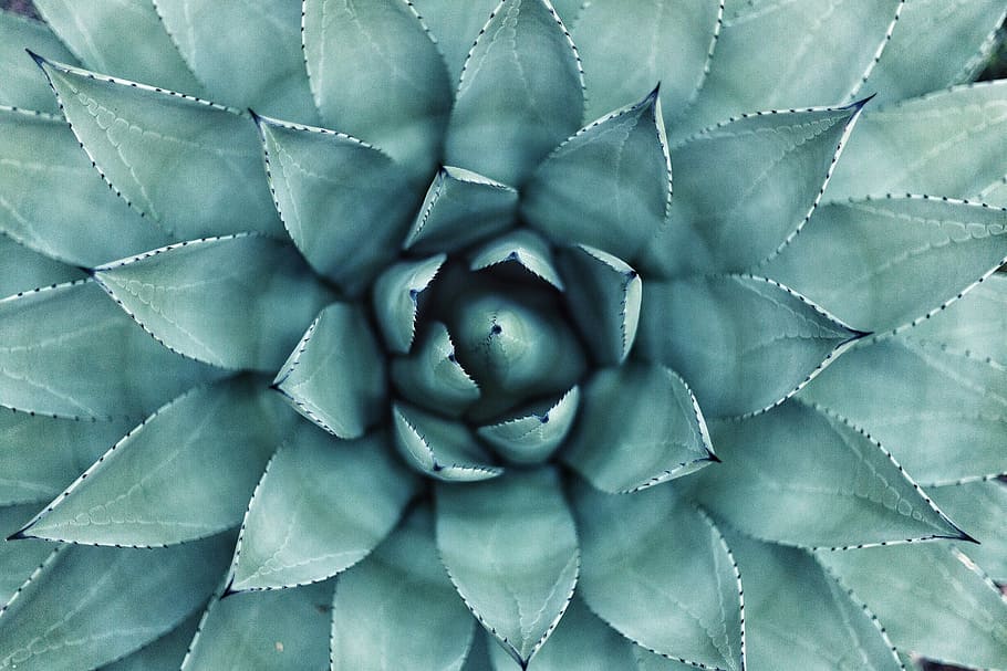 Radial Symmetry in Art, cactus, pattern, plant part, macro Free HD Wallpaper