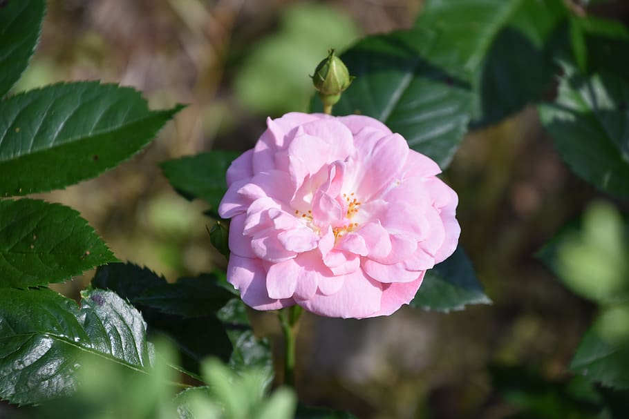 Rosa Mundi Rose, leaf, beauty in nature, rose, day Free HD Wallpaper