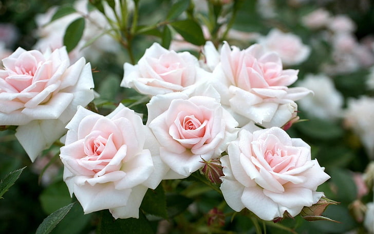 Rose Bushes Winterizing, nature, fragility, no people, flower head