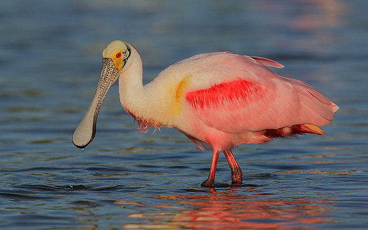 Rosetta Spoonbill Bird, wading, no people, animal, spoonbill