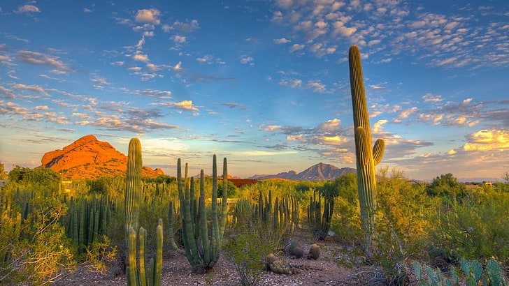 Saguaro Cactus Sunset, growth, semiarid, nonurban scene, arid climate Free HD Wallpaper