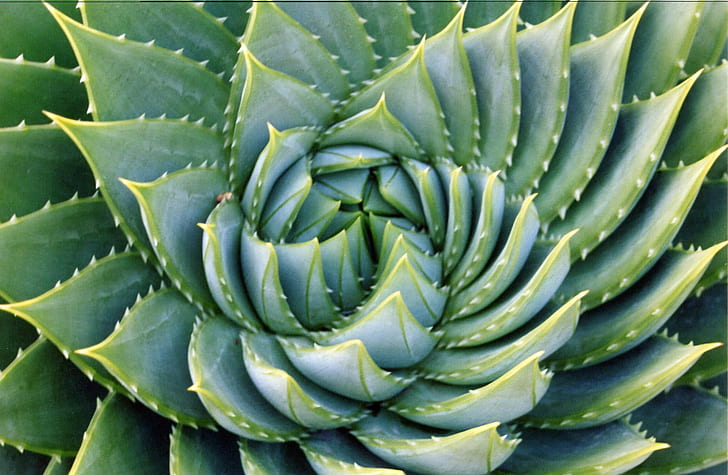 Small Aloe Plant, spiral, green color, closeup, thorn Free HD Wallpaper