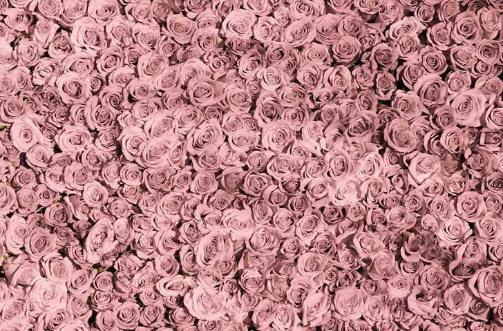 Soft Pink Roses, still life, arrangement, valentines day, closeup Free HD Wallpaper