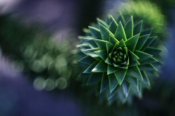 spiky, growth, plant part, natural pattern Free HD Wallpaper