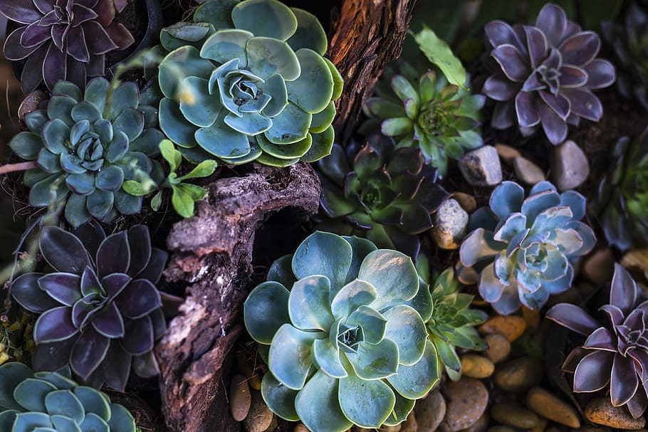 Succulent Arrangements, freshness, gardening, no people, succulent Free HD Wallpaper