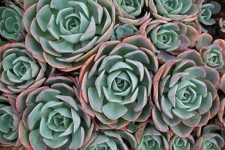 Succulent Computer, nature, cactus, ornate, growth Free HD Wallpaper