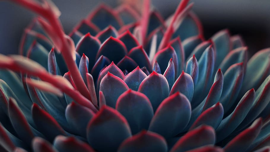 Succulent Photography, extreme closeup, abundance, macro, selective focus Free HD Wallpaper