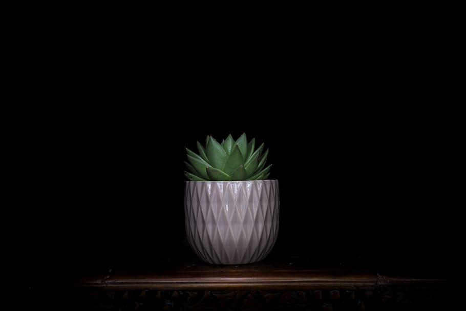 Succulent Plant, fujifilm, leaf, minimalism, closeup Free HD Wallpaper
