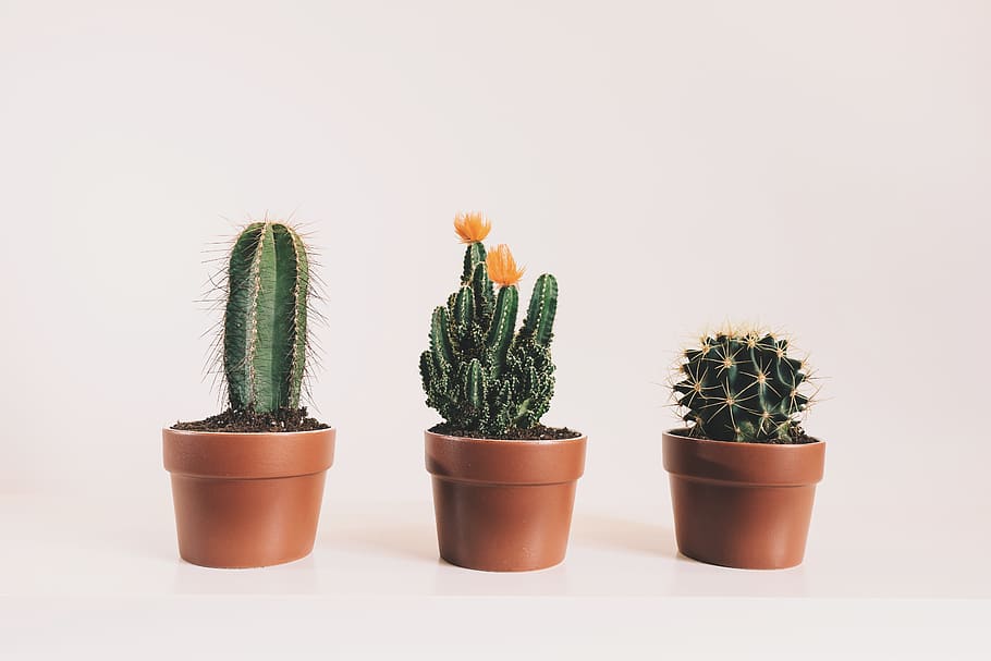 Succulent Print, beauty in nature, green color, flower pot, white background Free HD Wallpaper