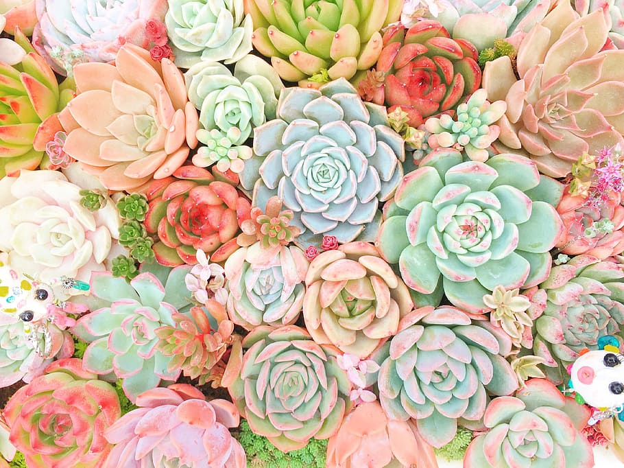 Succulents HD, flower arrangement, rose  flower, floral pattern, flower head Free HD Wallpaper