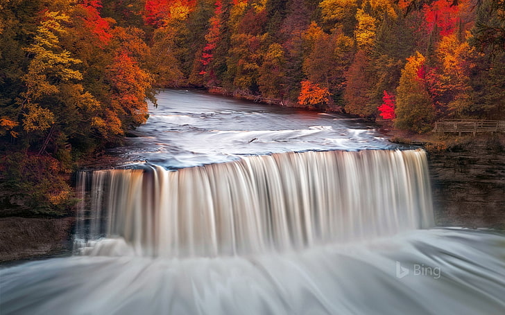 Tahquamenon Falls Campground Map, tree, beauty in nature, forest, tahquamenon Free HD Wallpaper