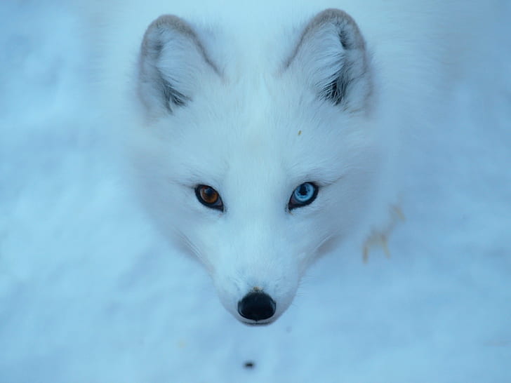 White Fox Animal, arctic, white, photo, mammal, Free HD Wallpaper