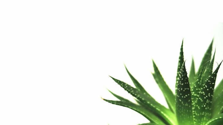 White Minimalist iPhone, white, plants, background, simple Free HD Wallpaper