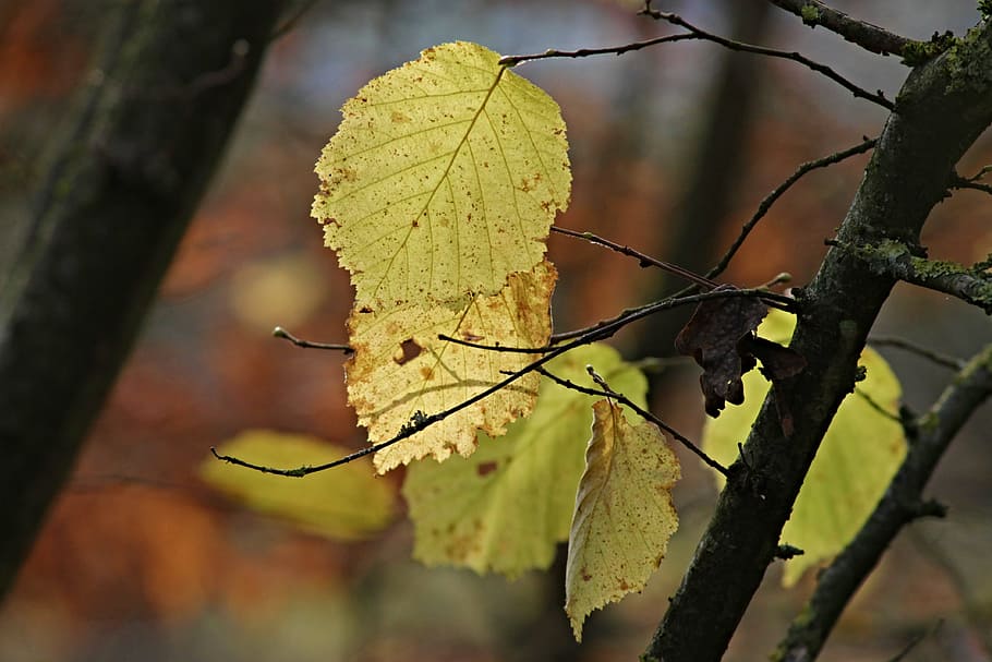 Alder Tree Bark, no people, change, selective focus, yellow green Free HD Wallpaper