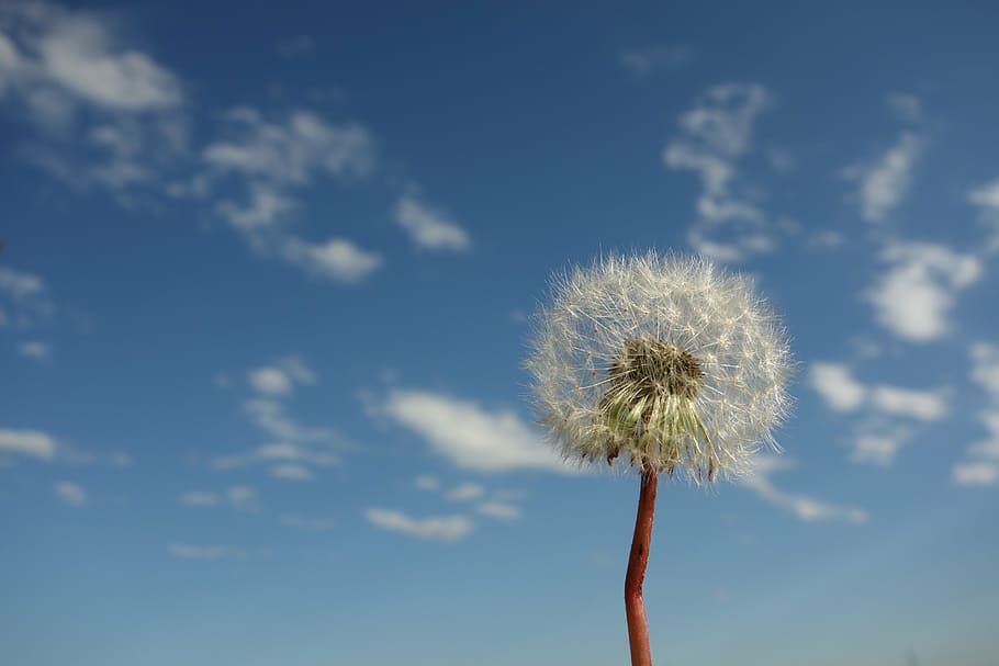 Amazing Nature Scenes, cloud landscape, no people, faded, dandelion seed Free HD Wallpaper