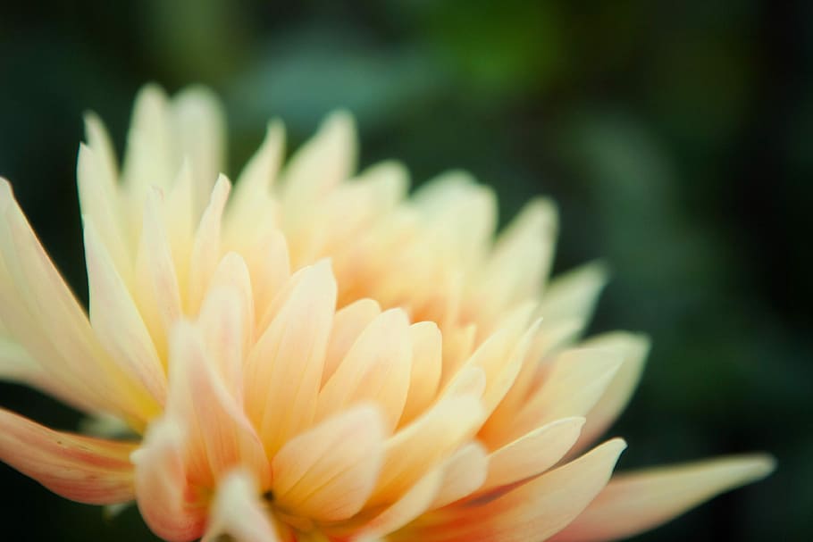 Bloom Taxonomy Model, macro, freshness, growth, selective focus Free HD Wallpaper