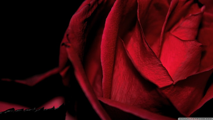 Cool Red Roses, softness, black background, rose, luxury Free HD Wallpaper