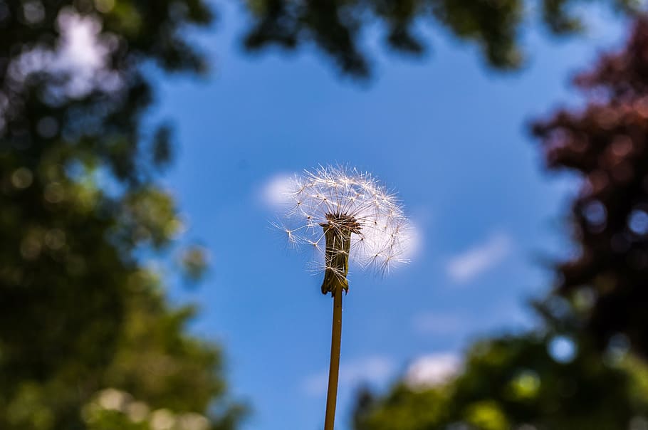 Dandelion Flower Tattoo, flying seeds, low angle view, freshness, softness Free HD Wallpaper