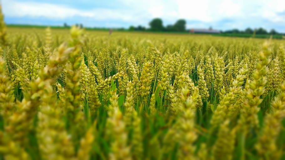 farm, autumn, rice, health Free HD Wallpaper