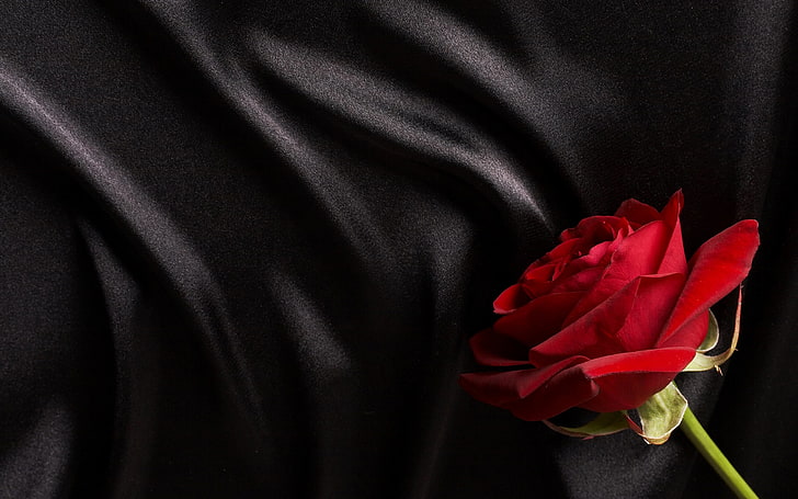 Gothic Black and Red Roses, black color, inflorescence, softness, flower head Free HD Wallpaper