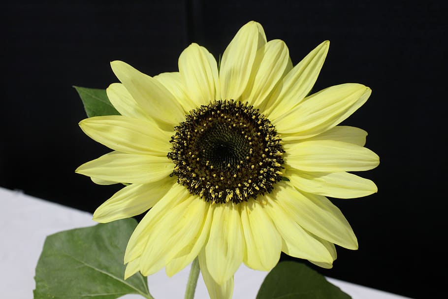 Helianthus Hirsutus, nature, sunflower, beauty in nature, pollen