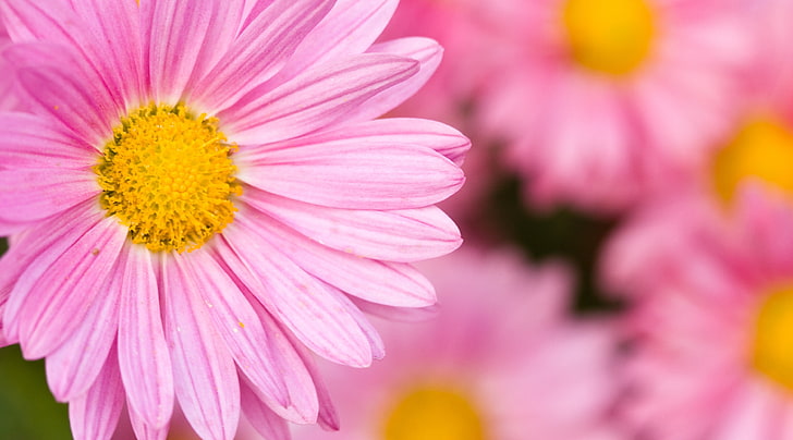 Hot Pink Gerberas, nature, focus on foreground, freshness, full Free HD Wallpaper