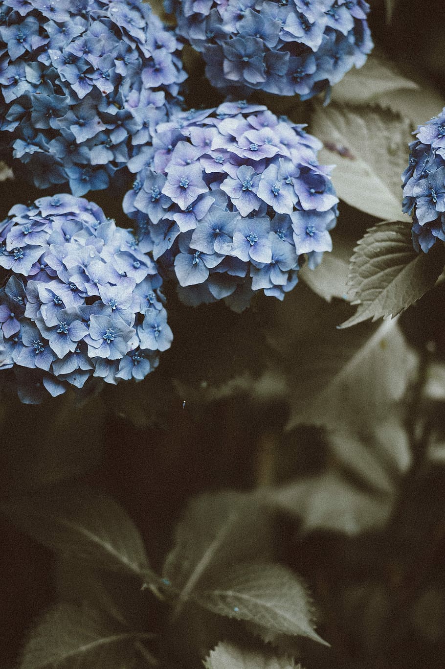 Hyacinth Aesthetic, focus on foreground, outdoors, flower head, fade