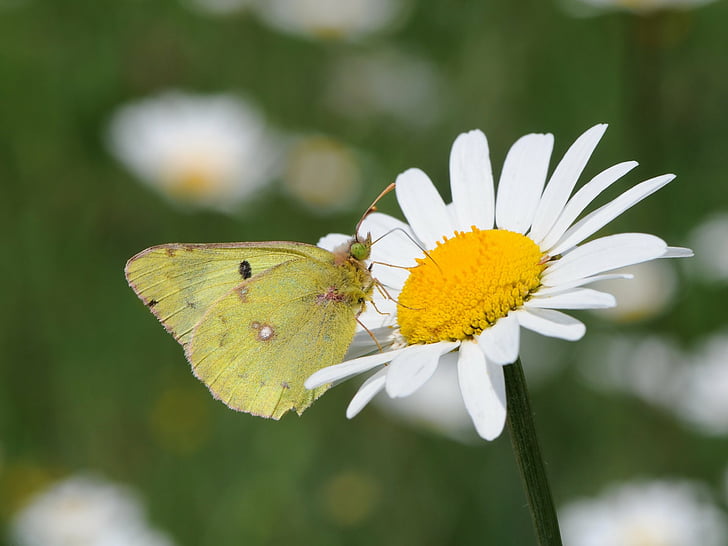 Lavender Butterfly, butterfly, pale clouded yellow, flower, animal