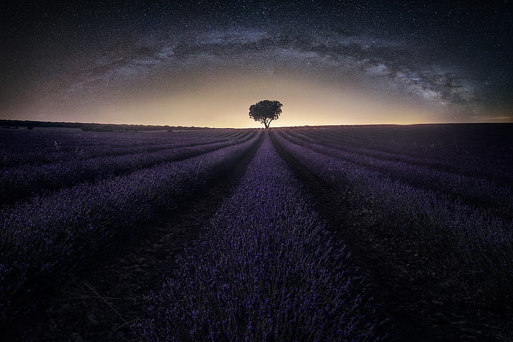 Lavender Field at Night, field, starry sky, flowers, tree Free HD Wallpaper