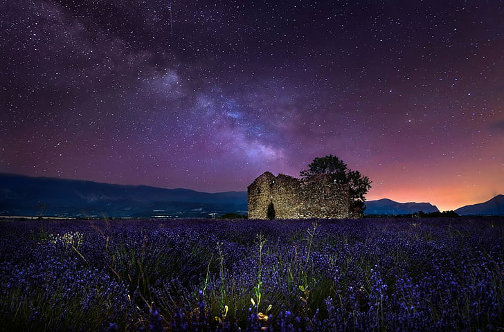 lavender, purple flower, field, starry sky Free HD Wallpaper