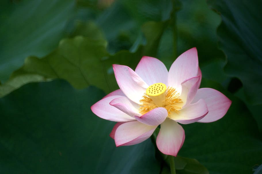 Lotus Tree Pics, water lily, no people, lotus, lake Free HD Wallpaper