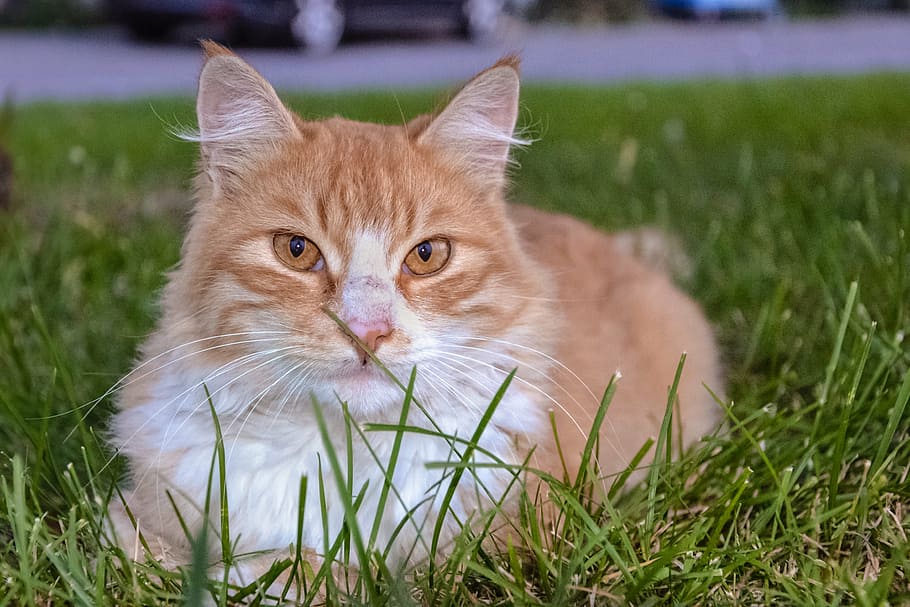 meadow, eye, outdoors, portrait Free HD Wallpaper