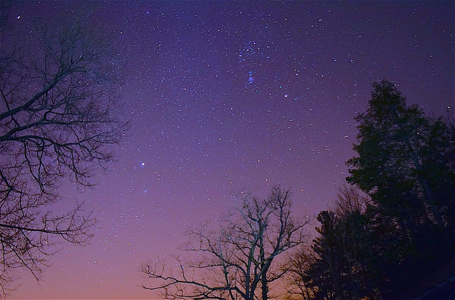 Moonlight Trees, scenics, tranquil scene, cosmos, no people Free HD Wallpaper