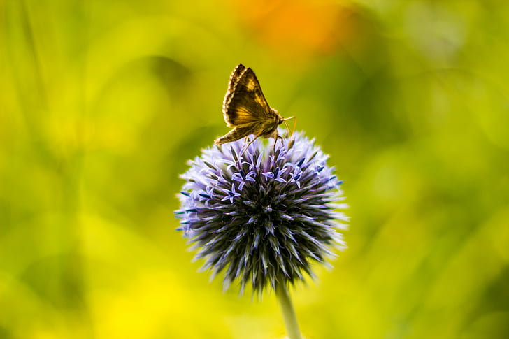 nature, echinops  sphaerocephalus, pale, insect Free HD Wallpaper