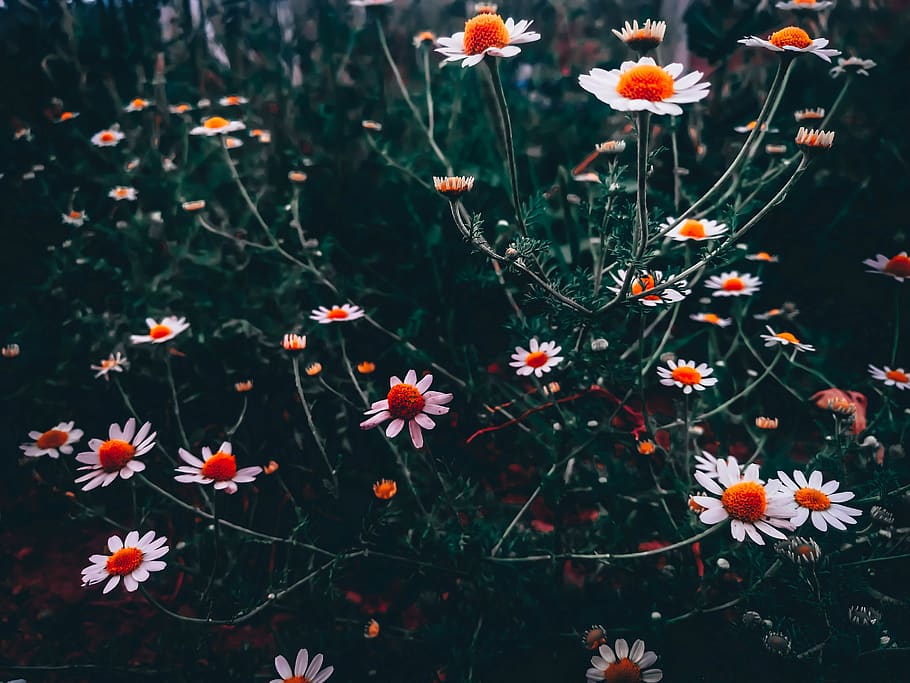 Old, beauty in nature, fade, flowering plant, plant